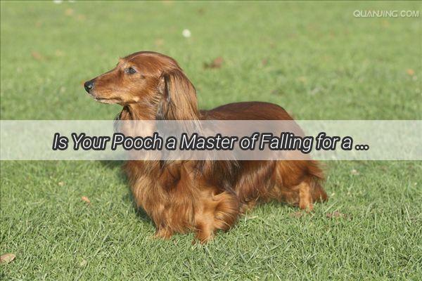 Is Your Pooch a Master of Falling for a Treat Unraveling the Mystery of Dog Accidental Collapses